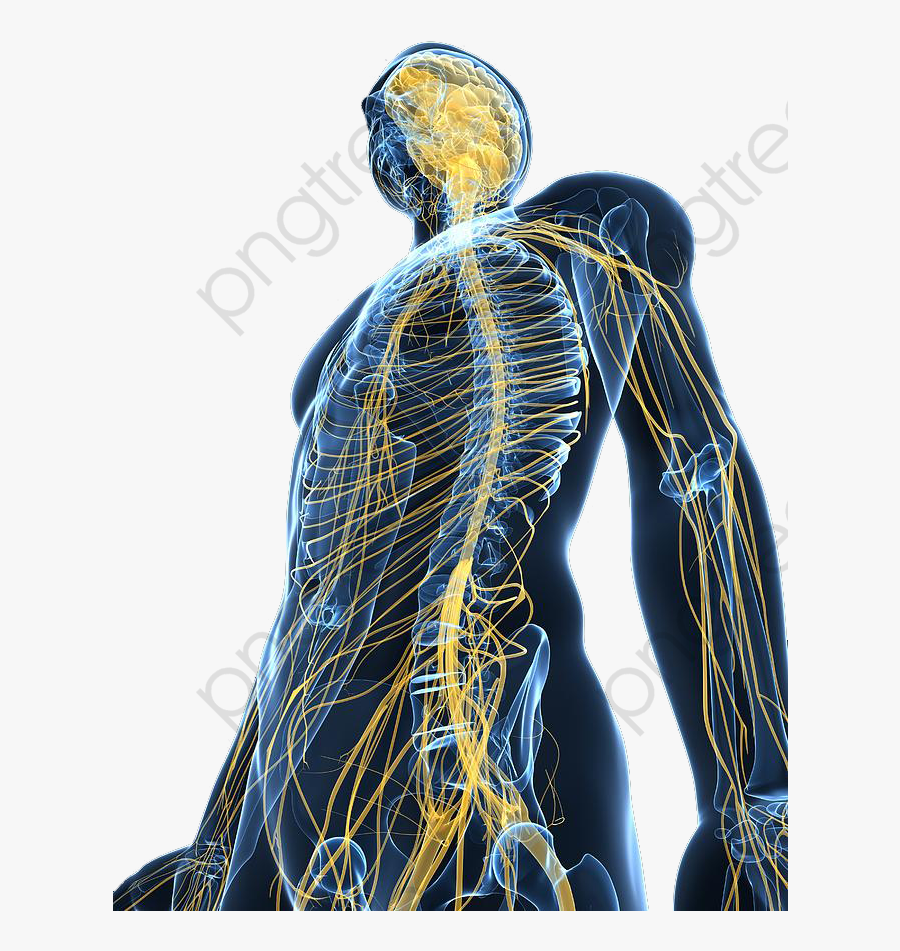 A Review Of The Human Body - Human Nervous System Png, Transparent Clipart