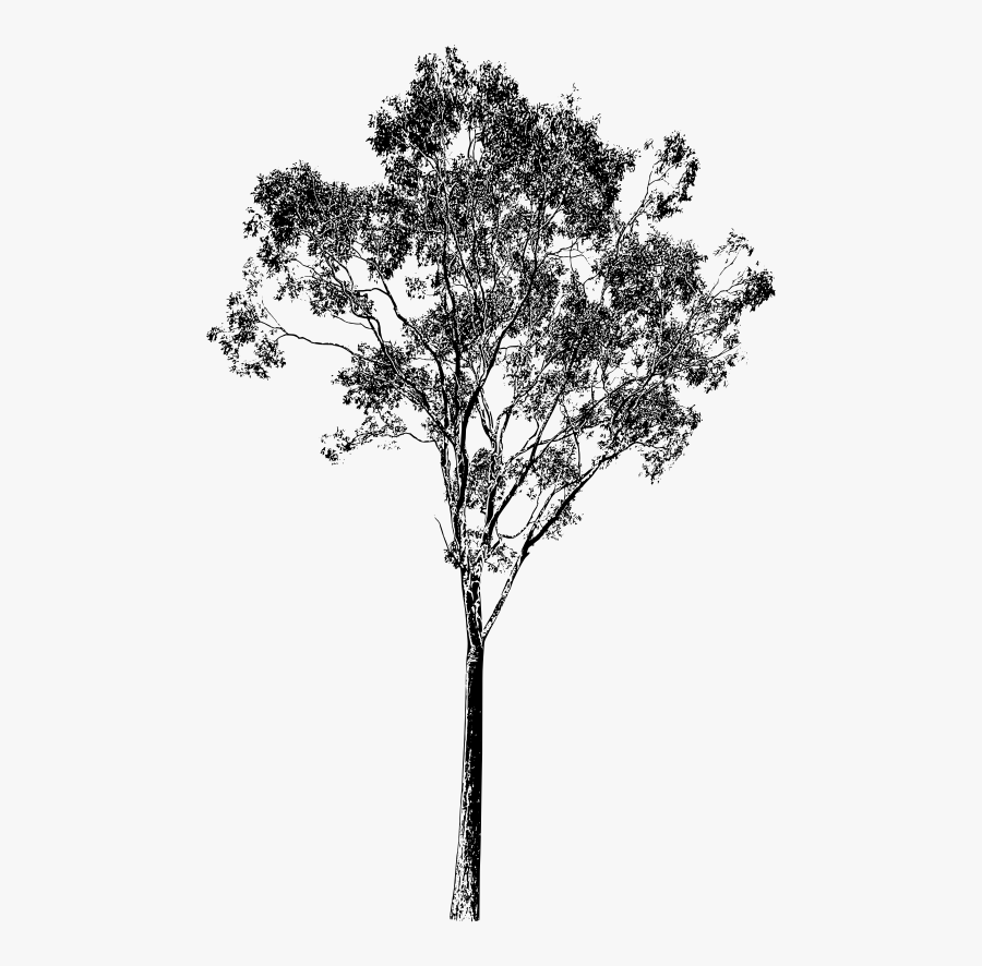 Eucalyptus Tree Png, Transparent Clipart