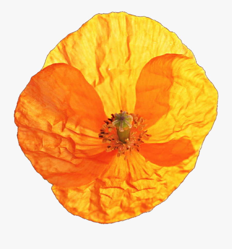 California - Corn Poppy, Transparent Clipart