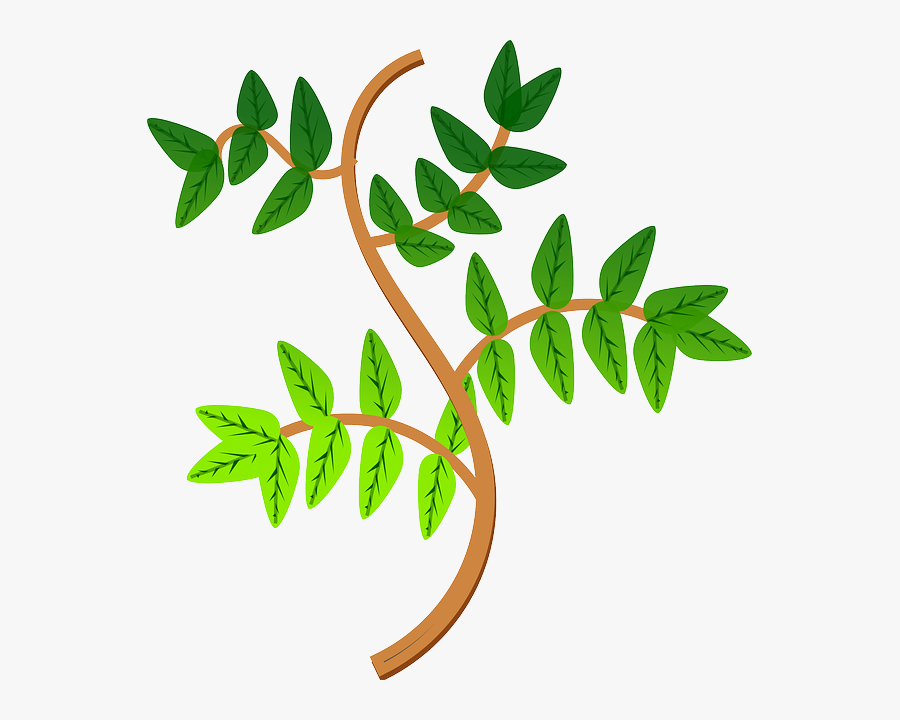 Spring Leaves On A Branch - Branch, Transparent Clipart