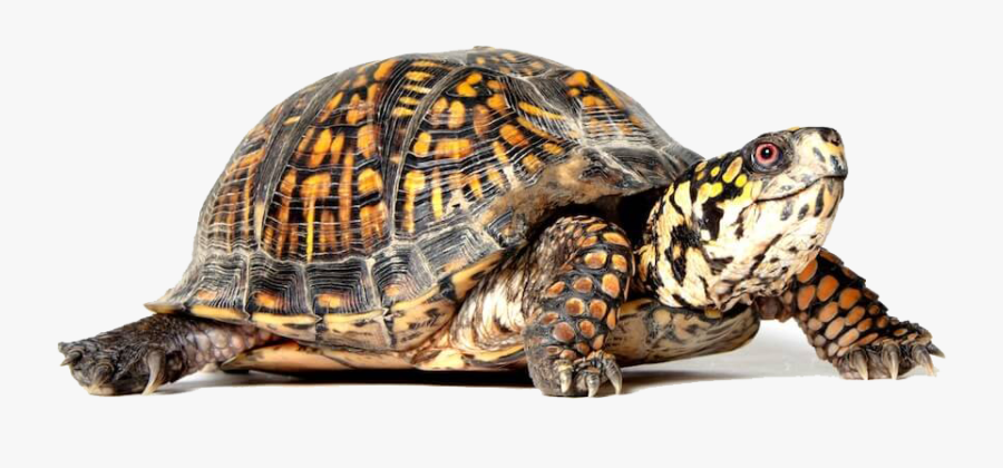 Download Box Turtle Png File For Designing Purpose - Turtle Png, Transparent Clipart