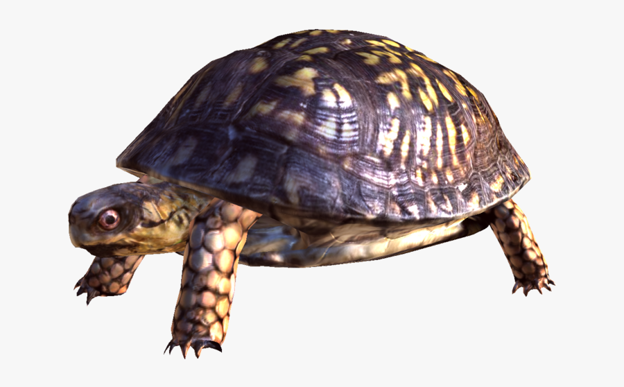 Box Turtle Free Download - Brumation Turtle Or Dead, Transparent Clipart