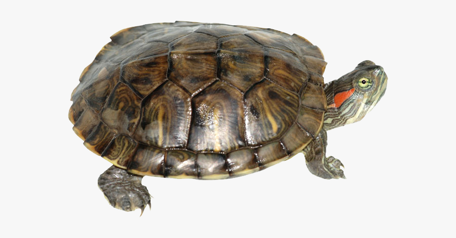 Box Turtle Transparent Png - Red Eared Slider Turtle, Transparent Clipart