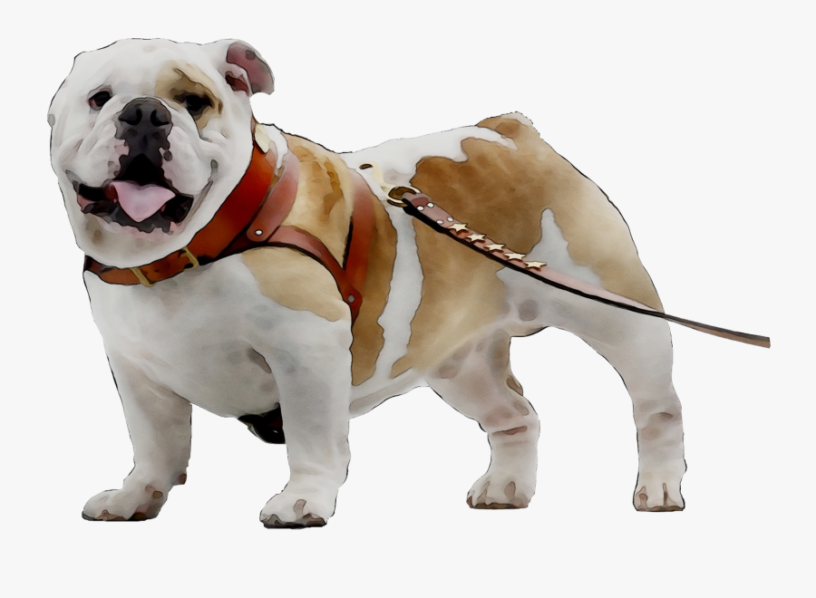 Toy Bulldog Breed Dog Companion Bulldogge Olde Clipart - Bulldog, Transparent Clipart