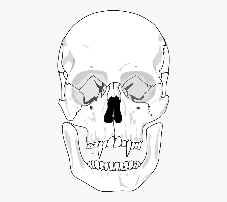 Human Skull Diagram Blank , Free Transparent Clipart ClipartKey