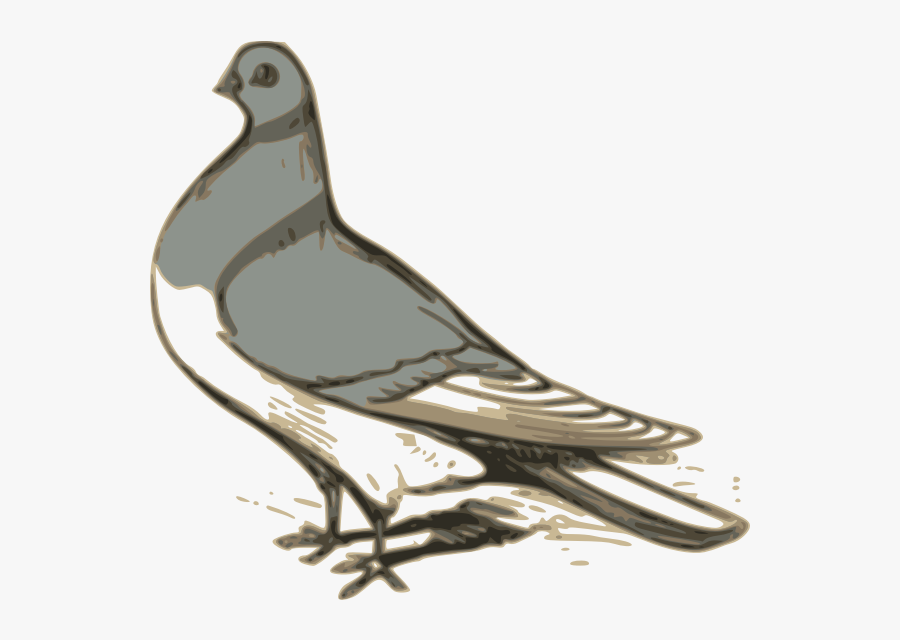 Vector Clip Art Of Grey Pigeon Illustration - Drawing Of Pigeon Png, Transparent Clipart