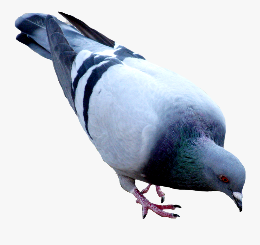 Best Free Pigeon Icon Clipart, Transparent Clipart