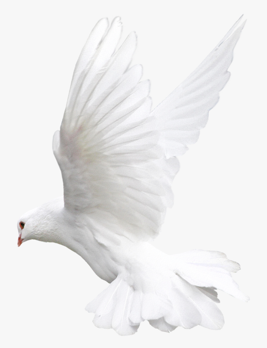 Transparent Background Dove Png, Transparent Clipart