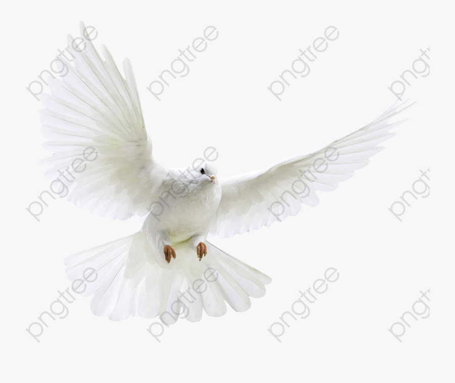 Transparent Dove Bird Clipart - White Dove Transparent Png, Transparent Clipart