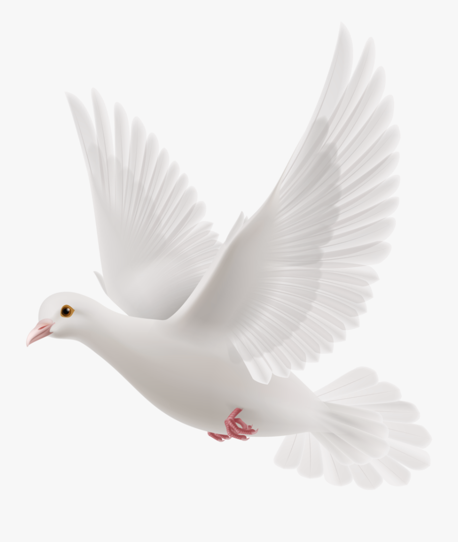 White Dove Png Clipart 70 Bird - Dove With Green Leaf, Transparent Clipart