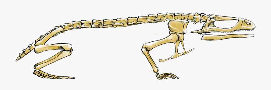 Picture - Cartoon Of Frog Skeleton, Transparent Clipart