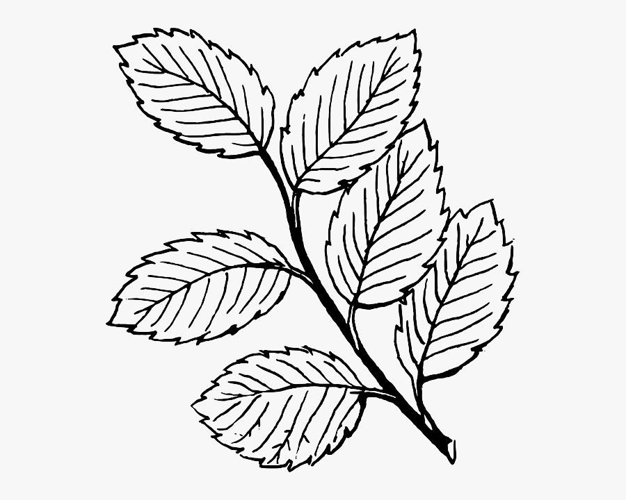 Black, Fall, Outline, Drawing, Leaf, Tree, White - Draw A Rose Leaf, Transparent Clipart