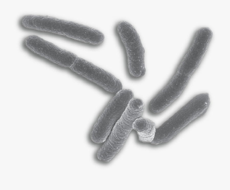 Germs Clipart Escherichia Coli - E Coli No Background, Transparent Clipart