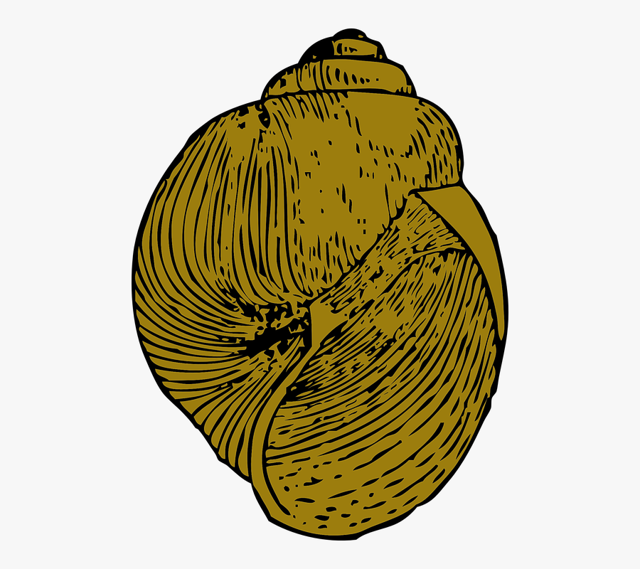 Draw A Snail Shell, Transparent Clipart