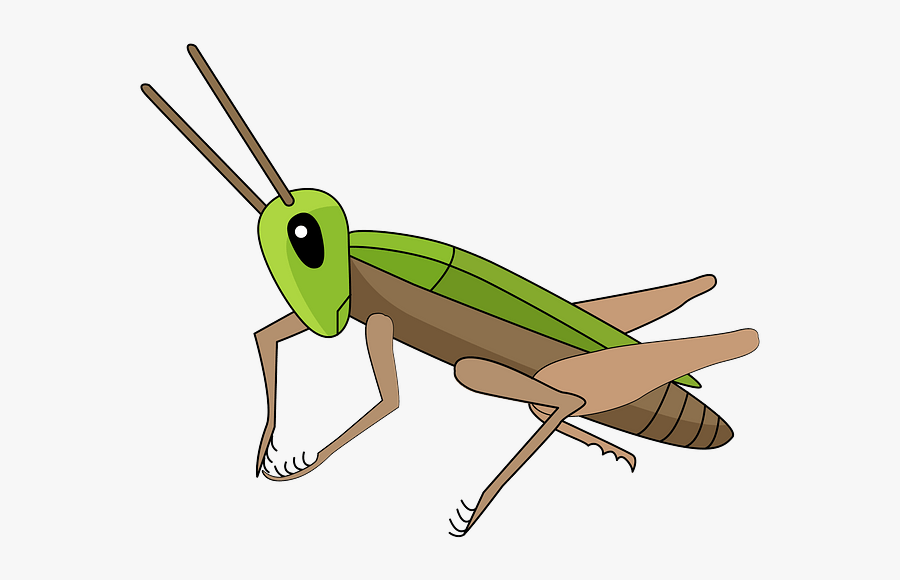 Band Winged Grasshoppers , Free Transparent Clipart - ClipartKey