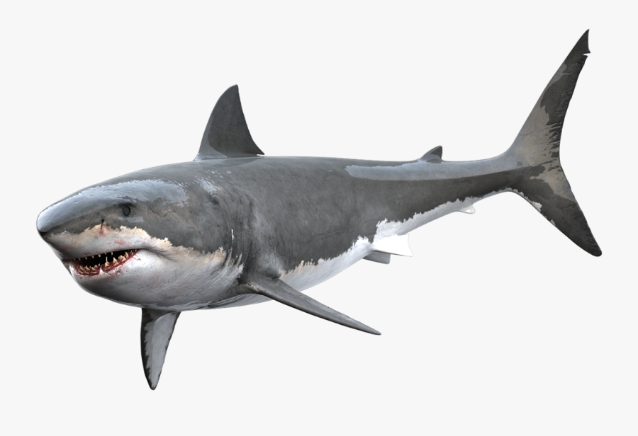 Clipart Shark Great White Shark - Transparent Great White Shark Png