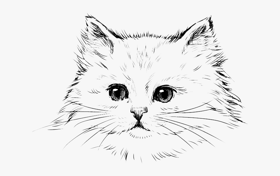 Persian Cat Kitten Drawing Black Cat - Draw A Persian Cat, Transparent Clipart
