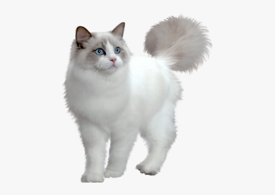 White Cat Transparent Background, Transparent Clipart