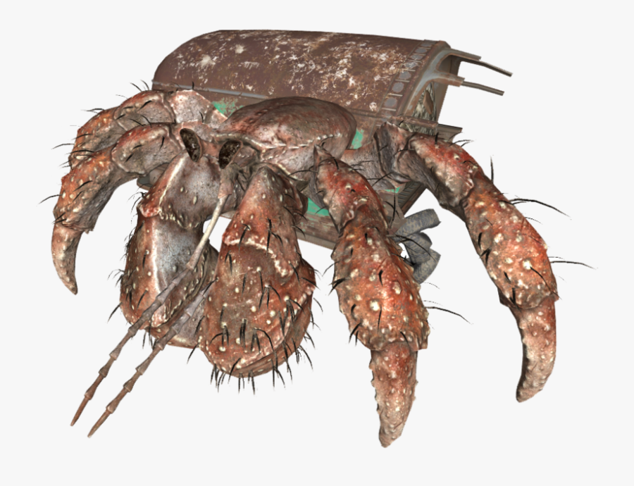 Hermit Crab Png - Giant Hermit Crab Dnd, Transparent Clipart