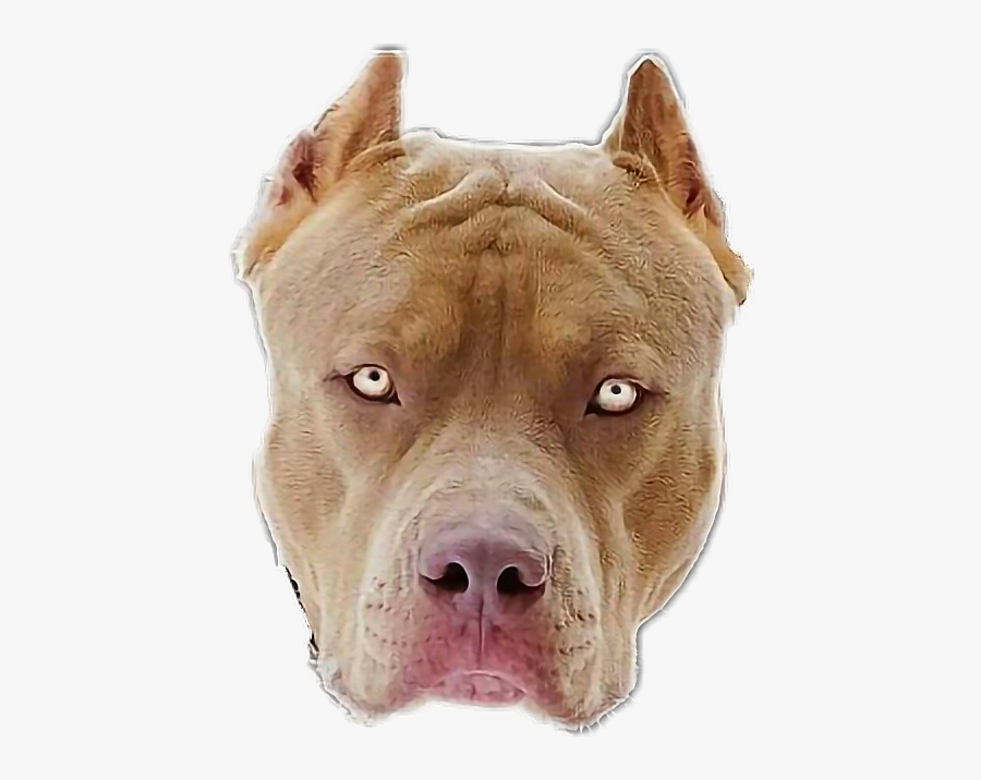 #pitbull - Pitbull Dog, Transparent Clipart