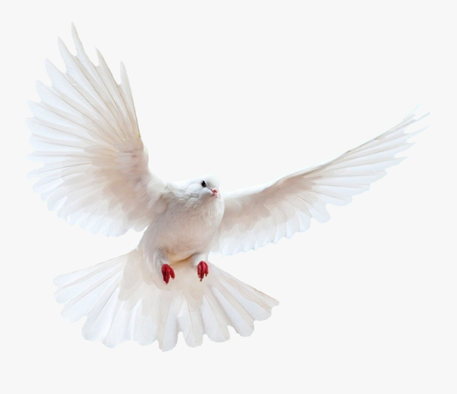 Domestic Pigeon Columbidae Bird - White Dove Transparent Png, Transparent Clipart