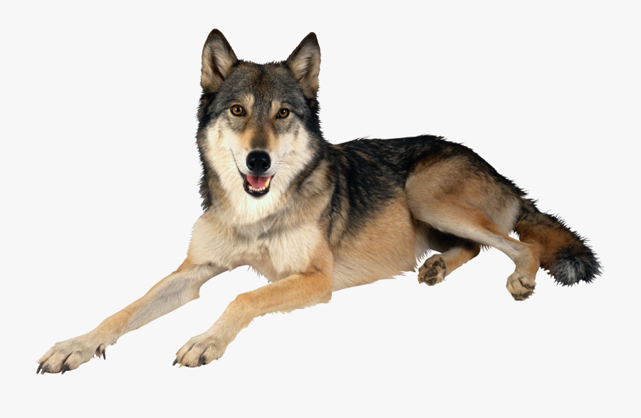 Alpha Wolf Clipart - Wolf Dog Png, Transparent Clipart
