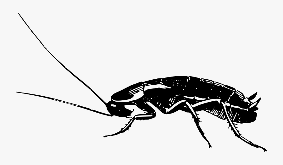 Cockroach - Side View - German Cockroach Black And White, Transparent Clipart