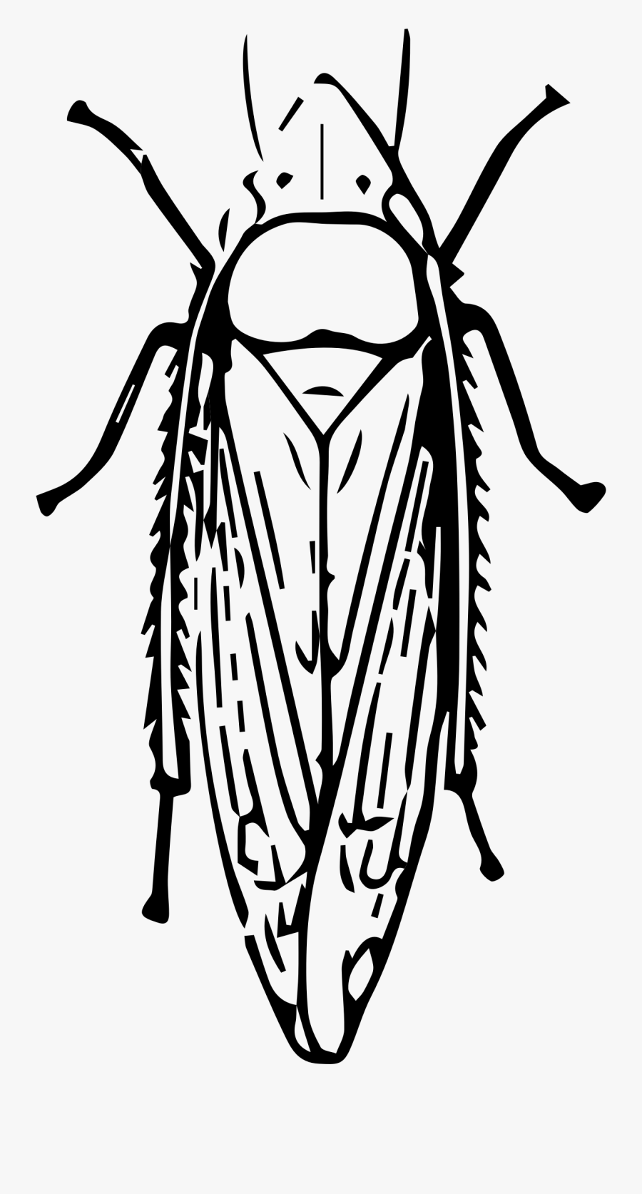 Leafhopper Big Image Png - Leafhopper Black And White, Transparent Clipart