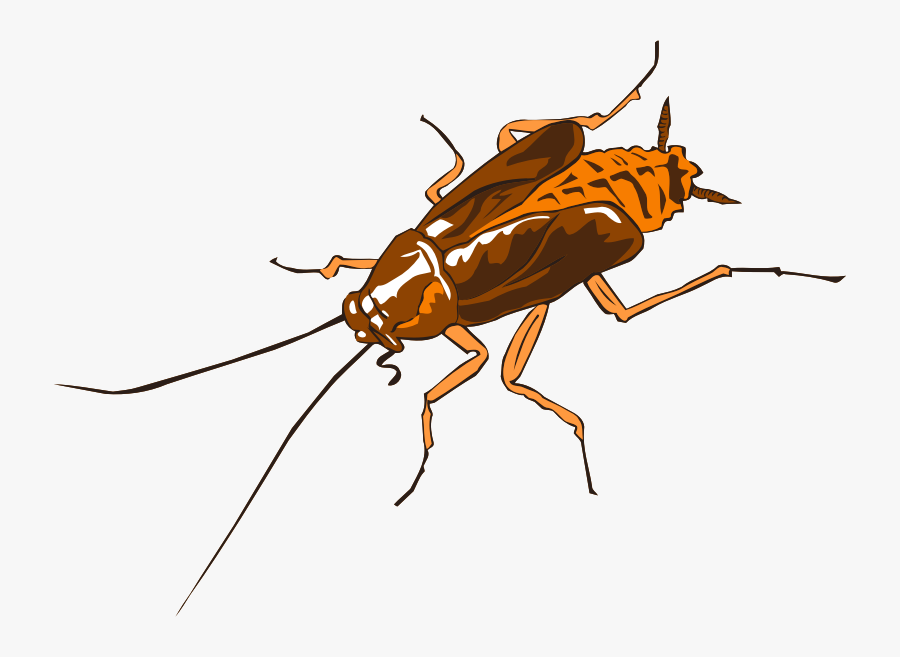Cockroach - Cockroach Squashed, Transparent Clipart