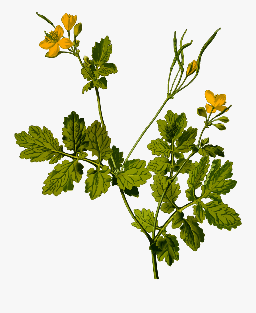 Chelidonium Majus, Transparent Clipart