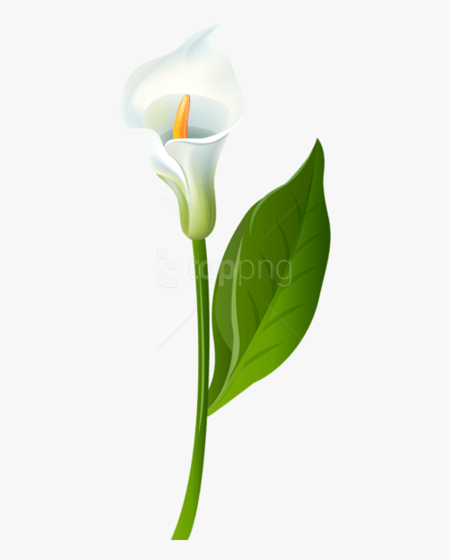 Free Png Download Calla Lily Transparent Png Images - Calla Lily Transparent Background, Transparent Clipart