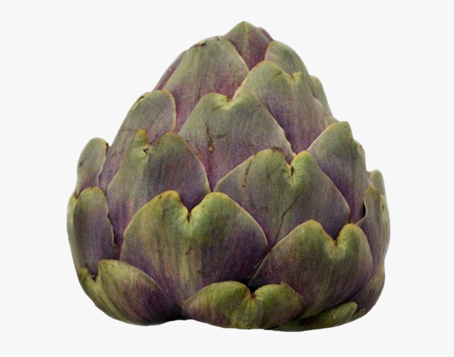 Artichoke Clipart - Artichoke, Transparent Clipart