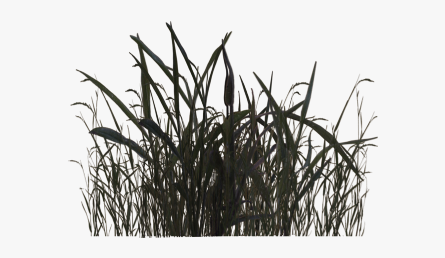 Swamp Grass 01 By Wolverine04 - Transparent Wetland Plants Png, Transparent Clipart
