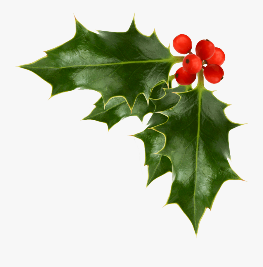 Christmas Holly Picture - Corner Holly Transparent Background, Transparent Clipart