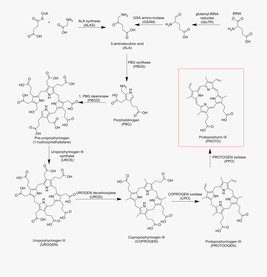 Protoporphyrin Ix, Transparent Clipart