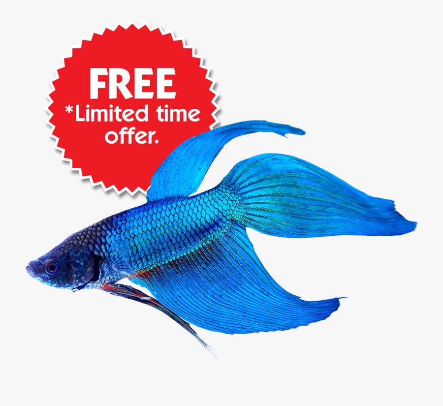 Buy Betta Fish Online & Save On Fish Bowl Kits - 100 Lowest Price Guaranteed, Transparent Clipart