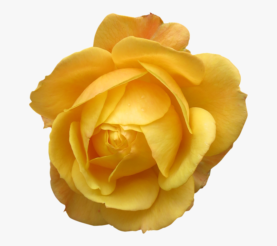 Orpington Chicken Yellow Flower Rose Stock - Yellow Rose Flowers Transparent Background, Transparent Clipart