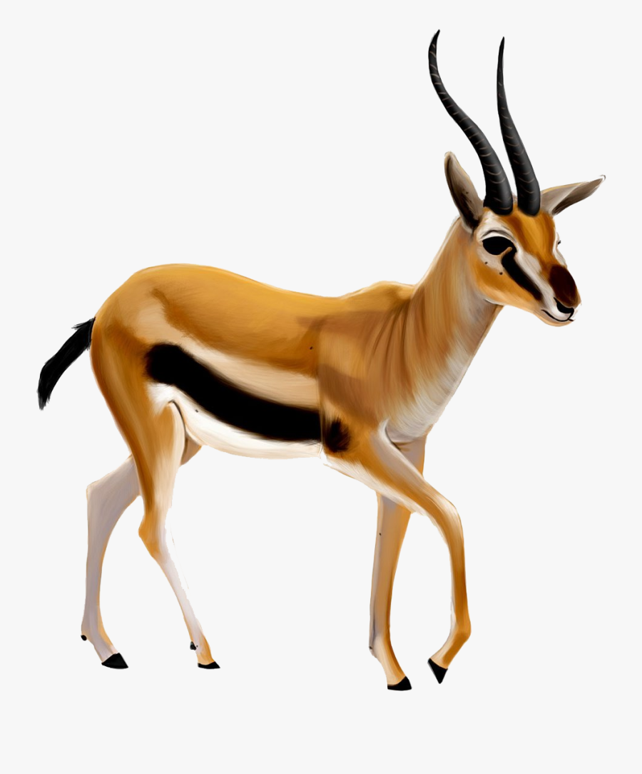 Antelope Png Images - Gazelle Clipart Png, Transparent Clipart