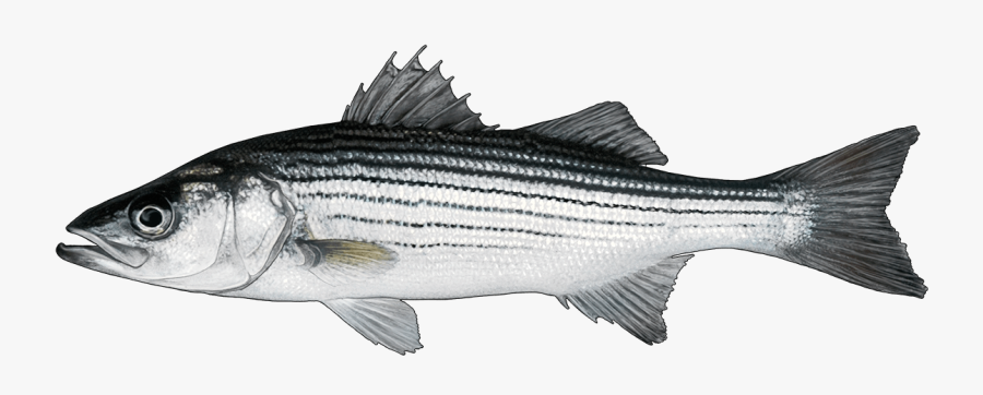 Striper Bass, Transparent Clipart