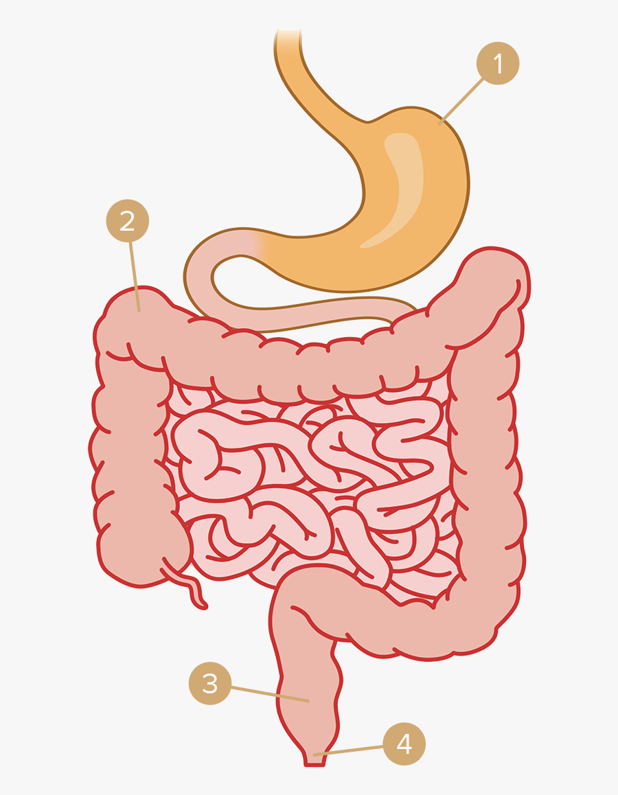 Gas Clipart Digestive System - Cartoon Stomach And Intestines, Transparent Clipart