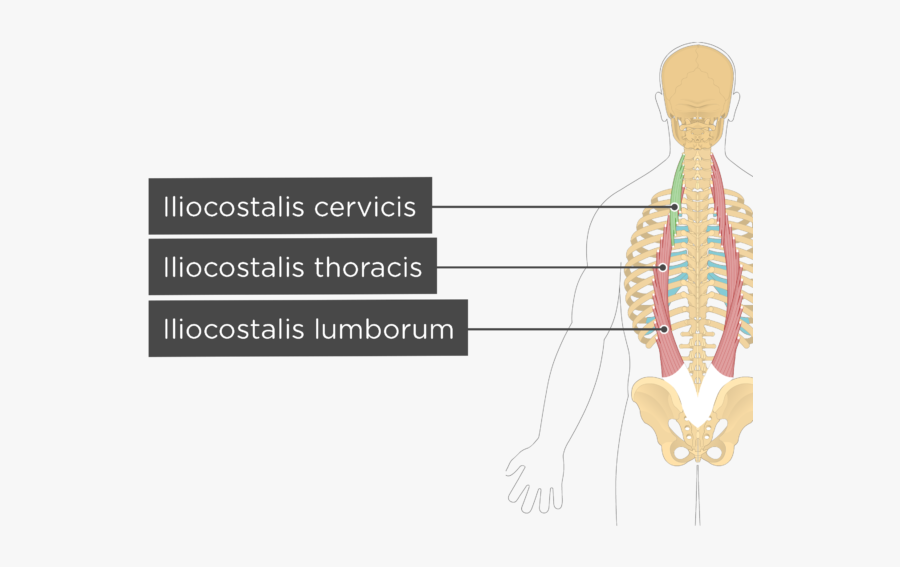 Labelled Image Of The Iliocostalis Cervicis, Iliocostalis - Iliocostalis Lumborum Thoracis Cervicis, Transparent Clipart