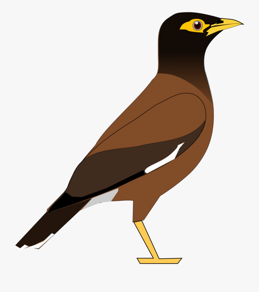 Bird Clipart - Mynah Clipart, Transparent Clipart