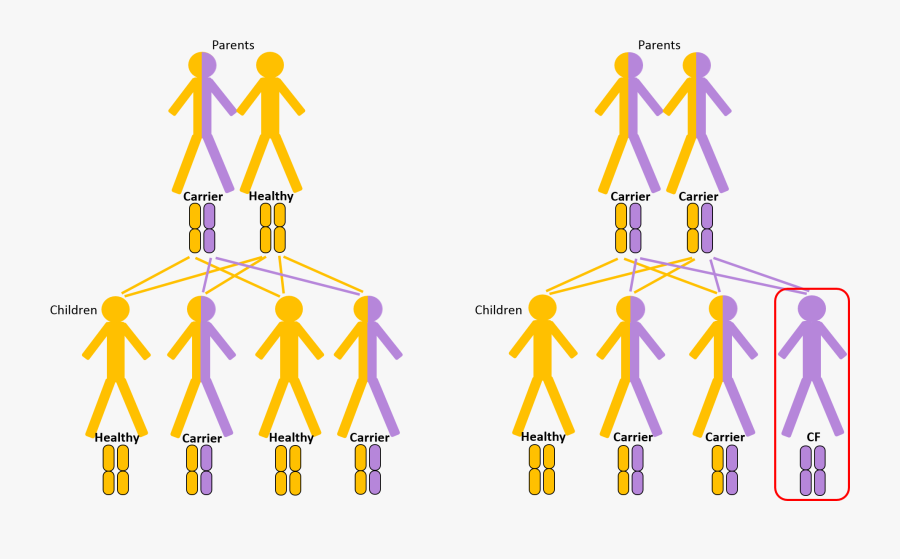 A Defect Cftr Gene Results In Absent Or Faulty Cftr,, Transparent Clipart