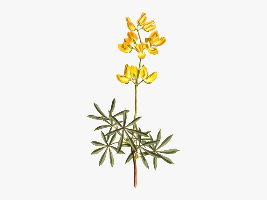 Yellow Bush Lupine - Fire Lily, Transparent Clipart