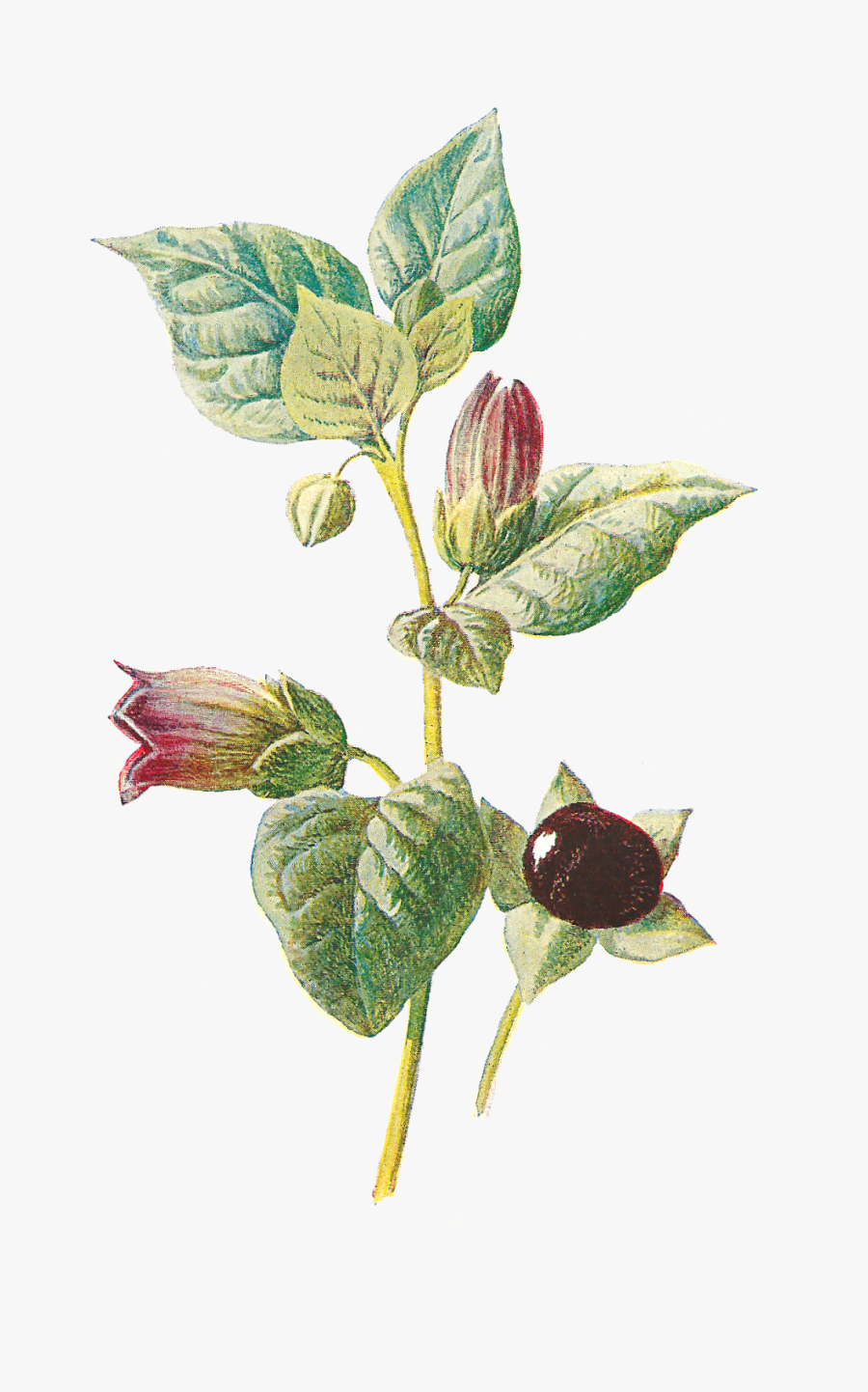 Transparent Botanical Clipart - Dwale, Or Deadly Nightshade, Transparent Clipart