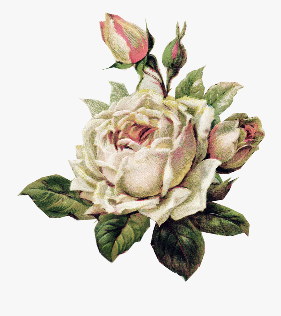 Vintage White Rose Png, Transparent Clipart