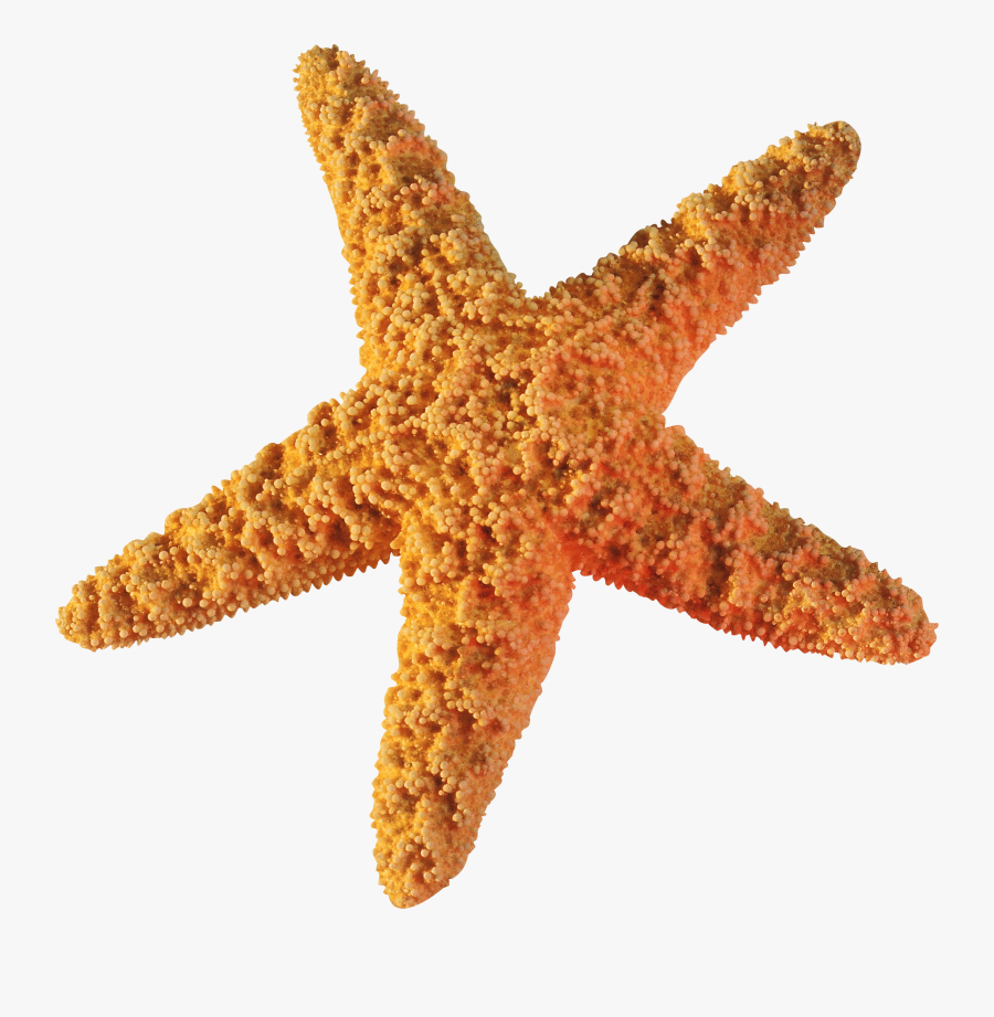Starfish Png - Морские Ракушки Пнг, Transparent Clipart