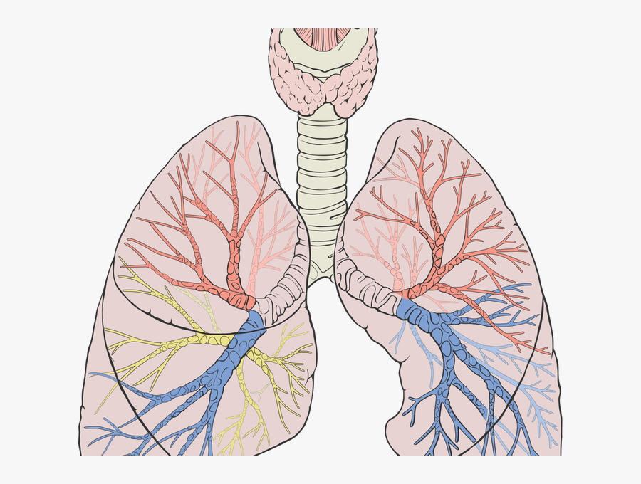 Lung Diagram Blood Flow, Transparent Clipart