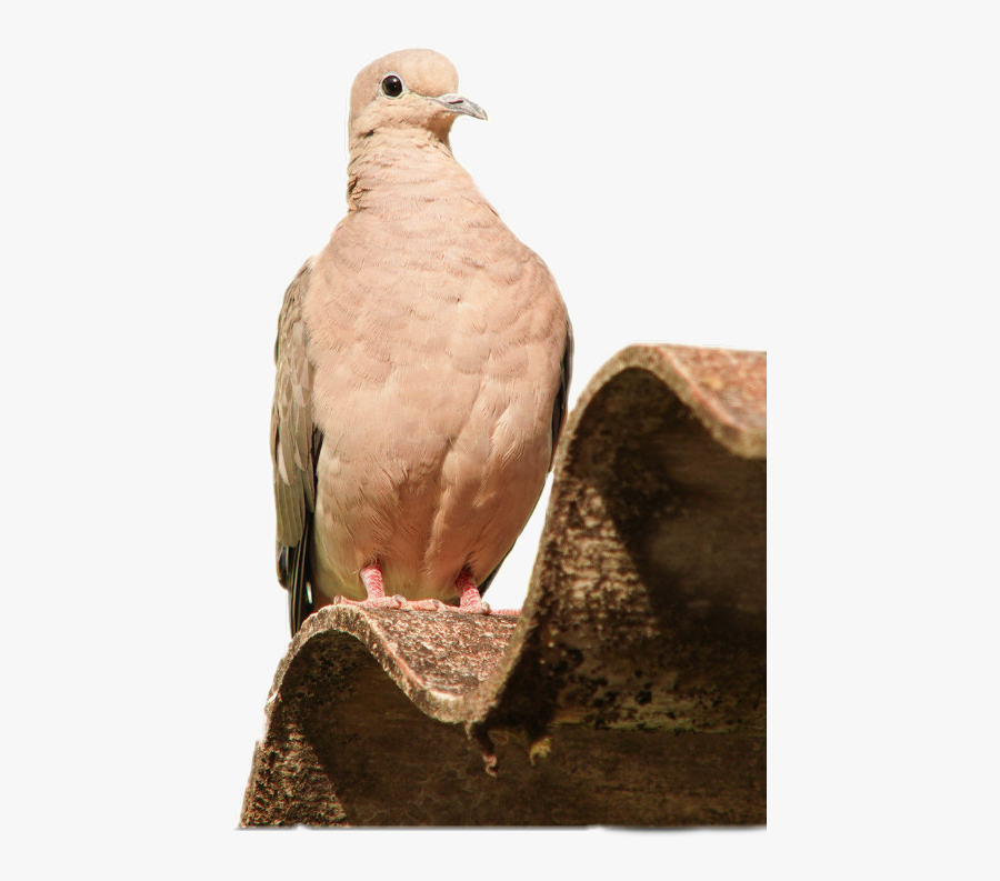 Stock Dove, Transparent Clipart