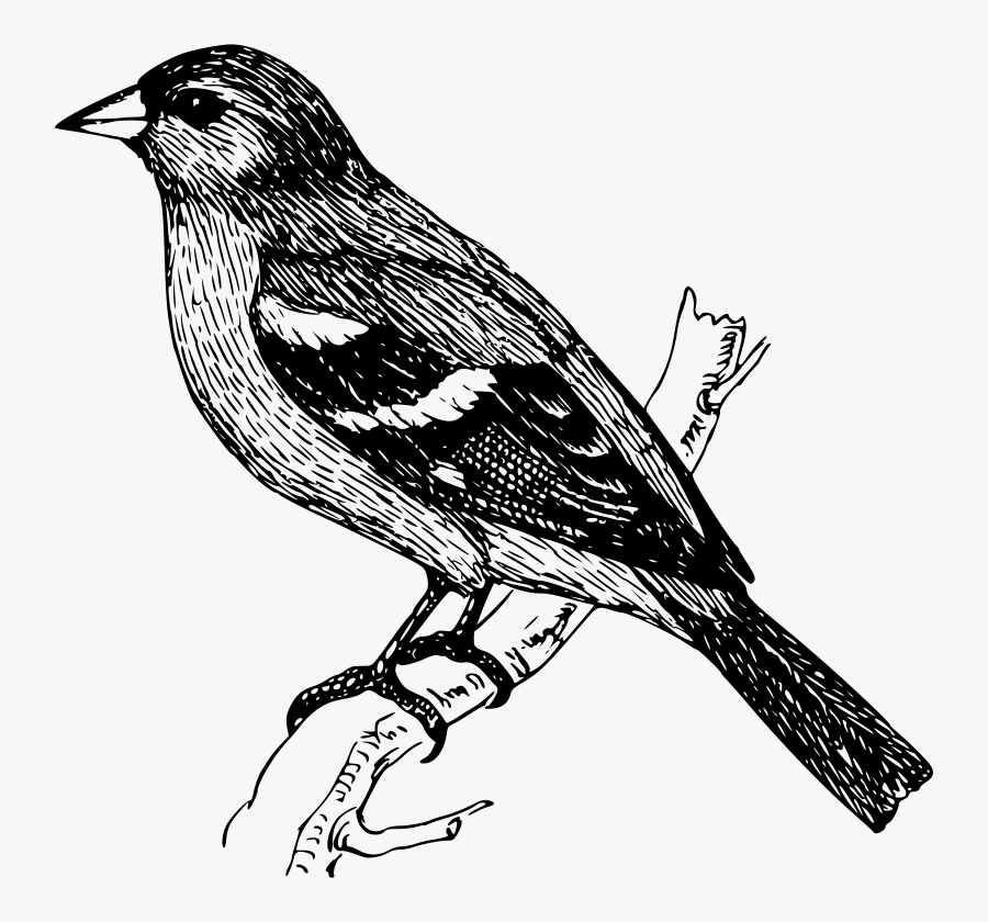 Bird On A Branch Drawing, Transparent Clipart